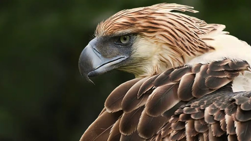Descubren una especie de águila gigante que vivió en Australia hace más de 50.000 años