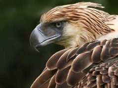 Descubren una especie de águila gigante que vivió en Australia hace más de 50.000 años
