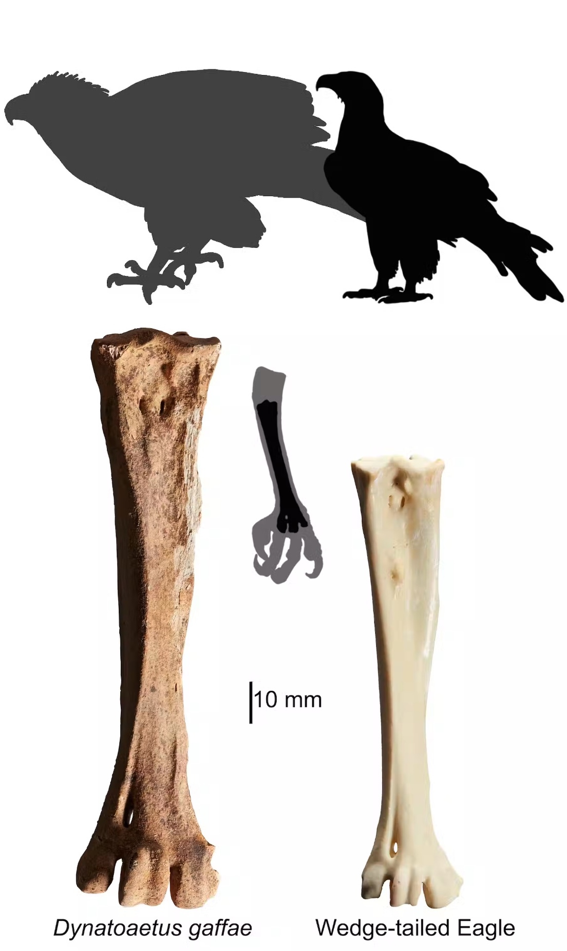 Descubren una especie de águila gigante que vivió en Australia hace más de 50.000 años