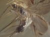 Encuentran una nueva especie de avispa con 40 millones de años de antigüedad