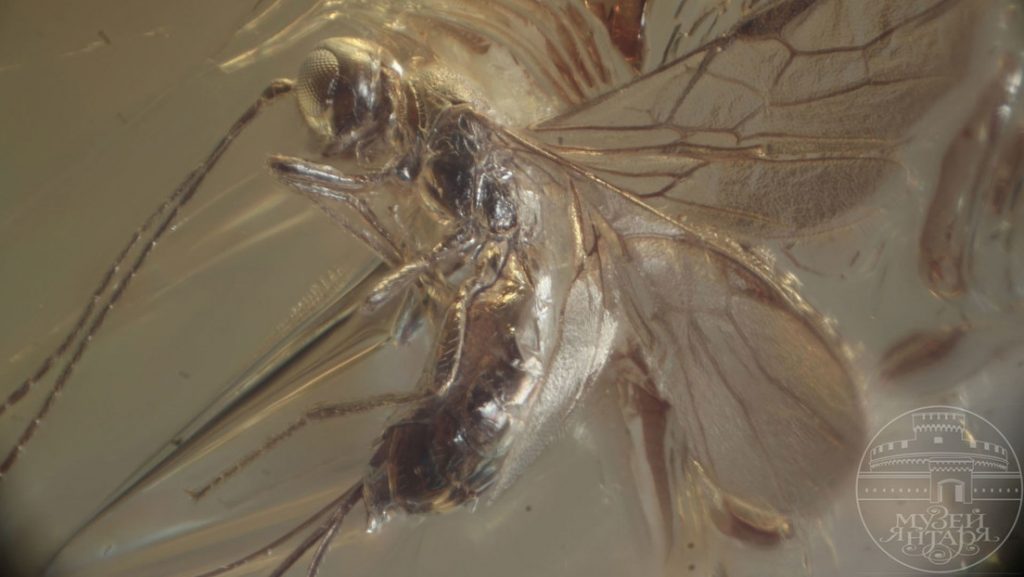 Encuentran una nueva especie de avispa con 40 millones de años de antigüedad