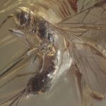Encuentran una nueva especie de avispa con 40 millones de años de antigüedad