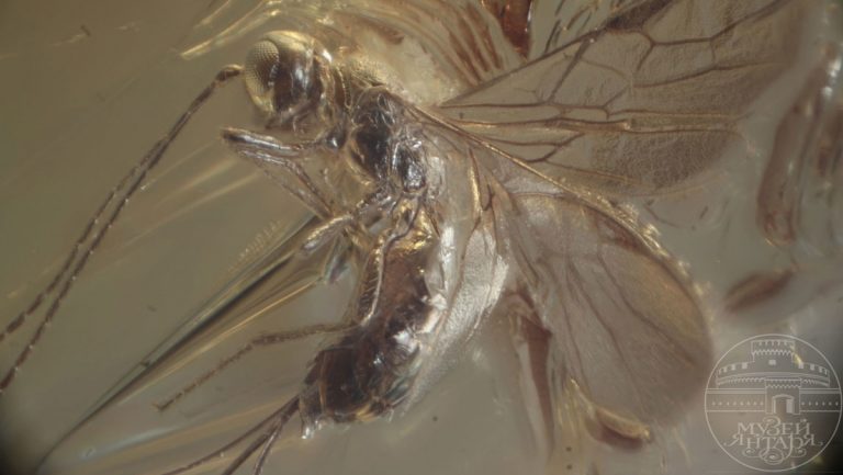 Encuentran una nueva especie de avispa con 40 millones de años de antigüedad