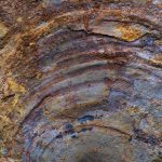 Estos fósiles 'de un misterioso grupo animal' de hace 500 millones de años en realidad no lo son en absoluto
