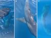 Filman por primera vez a dos tiburones de 'boca ancha' frente a la costa de California