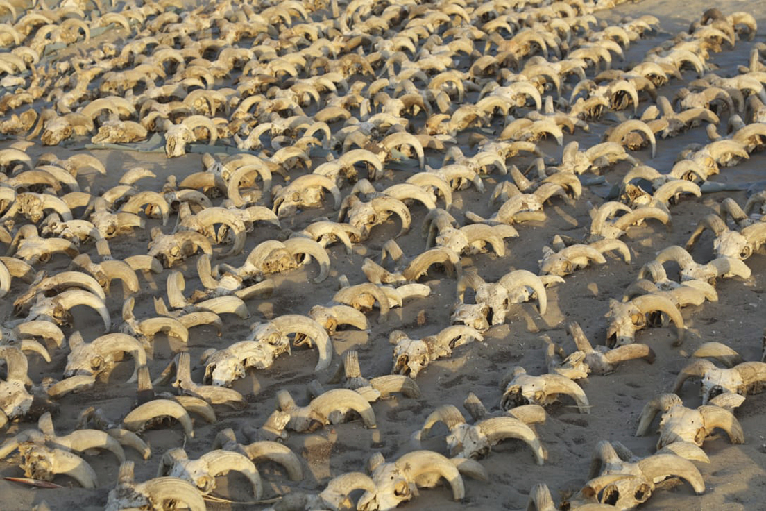 Hallan 2.000 cabezas de carnero momificadas durante excavaciones en un templo egipcio