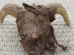 Hallan 2.000 cabezas de carnero momificadas durante excavaciones en un templo egipcio