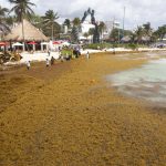 Imágenes satelitales muestran una mancha de 8.000 kilómetros de sargazo avanzando hacia el Caribe