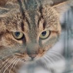 el mítico gato-zorro de Córcega es un linaje genético propio
