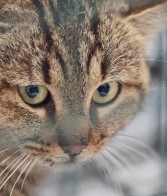 el mítico gato-zorro de Córcega es un linaje genético propio