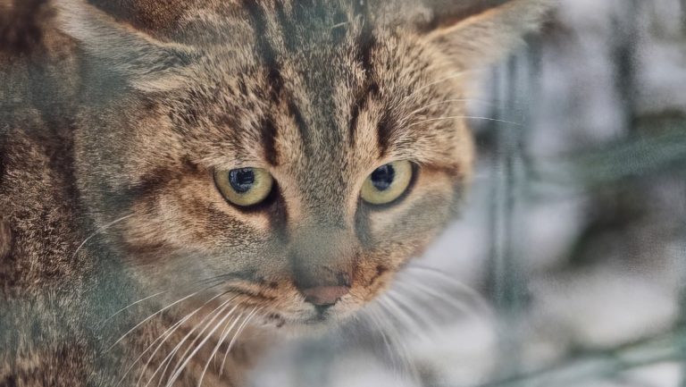el mítico gato-zorro de Córcega es un linaje genético propio