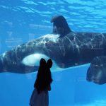 Muere la orca "más solitaria del mundo"