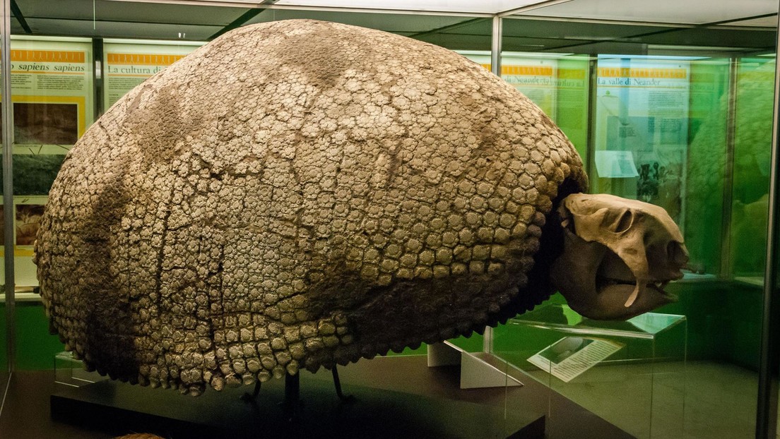 Niños hallan en Argentina restos de un armadillo gigante de 5 millones de años de antigüedad