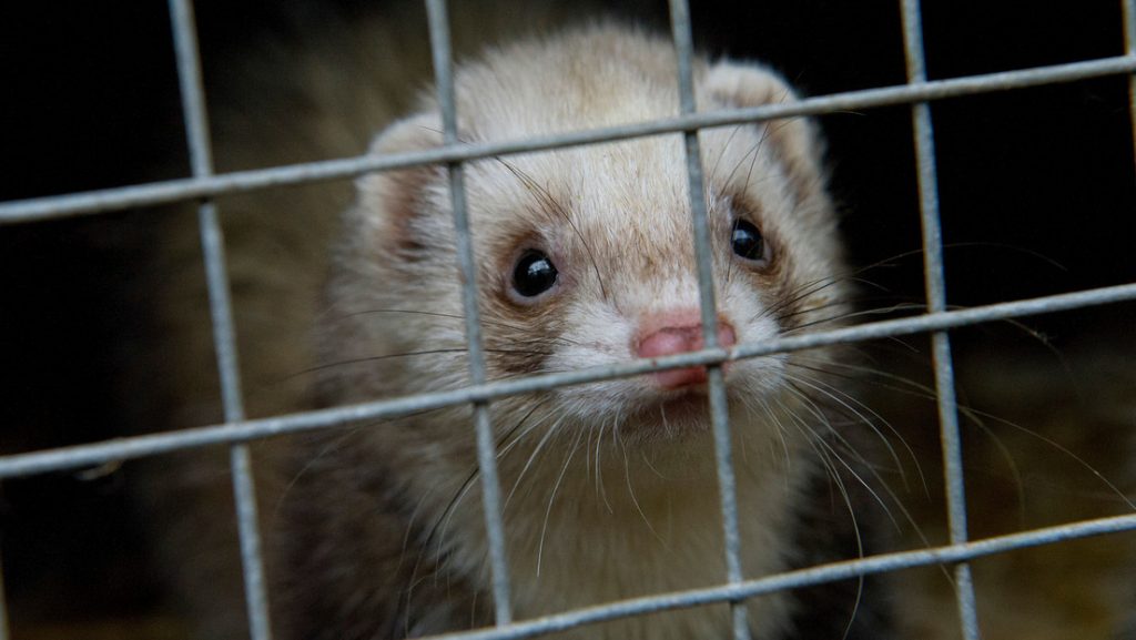 PETA exige al Pentágono detener los ensayos con animales en el estudio del 'síndrome de La Habana'