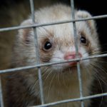 PETA exige al Pentágono detener los ensayos con animales en el estudio del 'síndrome de La Habana'