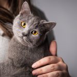 ¿Por qué ronronean los gatos? La ciencia ofrece varias explicaciones