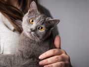 ¿Por qué ronronean los gatos? La ciencia ofrece varias explicaciones