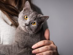 ¿Por qué ronronean los gatos? La ciencia ofrece varias explicaciones