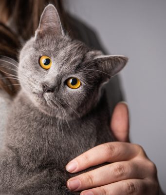 ¿Por qué ronronean los gatos? La ciencia ofrece varias explicaciones