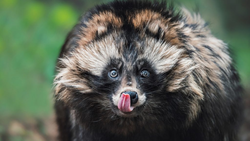 Revelan que los perros mapaches podrían ser el origen del covid-19