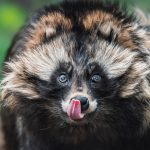 Revelan que los perros mapaches podrían ser el origen del covid-19