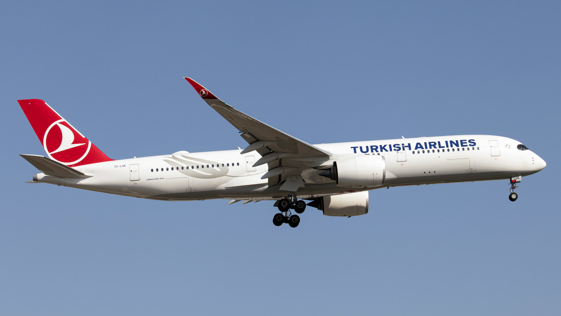 Turkish Airlines transporta a los perros rescatistas en clase business