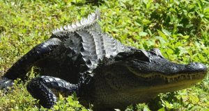VIDEO: Un caimán de 3 metros se pavonea en una lujosa comunidad de Florida