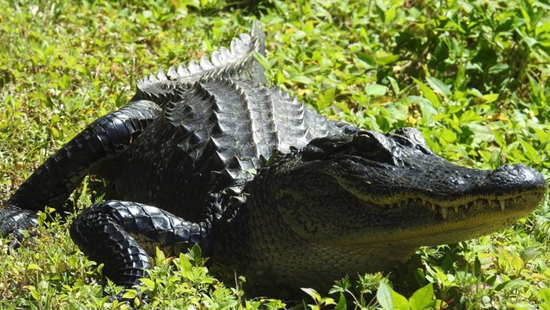 VIDEO: Un caimán de 3 metros se pavonea en una lujosa comunidad de Florida