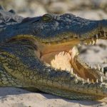 Un cocodrilo atraviesa fácilmente una valla metálica en Florida