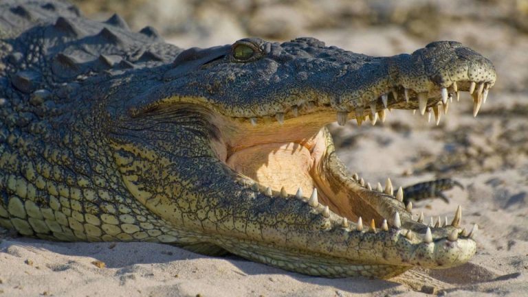 Un cocodrilo atraviesa fácilmente una valla metálica en Florida