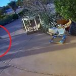 Un niño es atacado a las afueras de su casa por un coyote en EE.UU. (VIDEO)