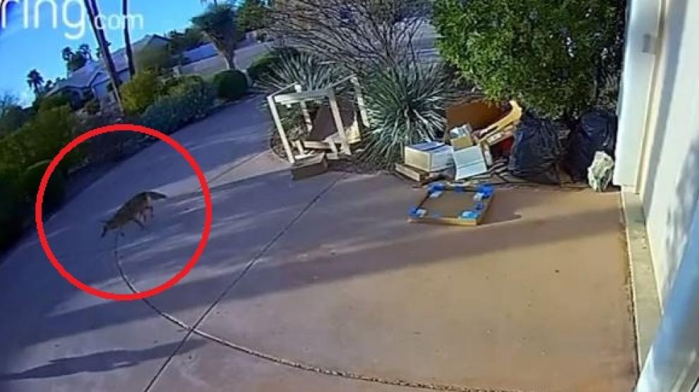 Un niño es atacado a las afueras de su casa por un coyote en EE.UU. (VIDEO)