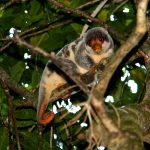 Un turista descubre especies de animales que se creían extintas