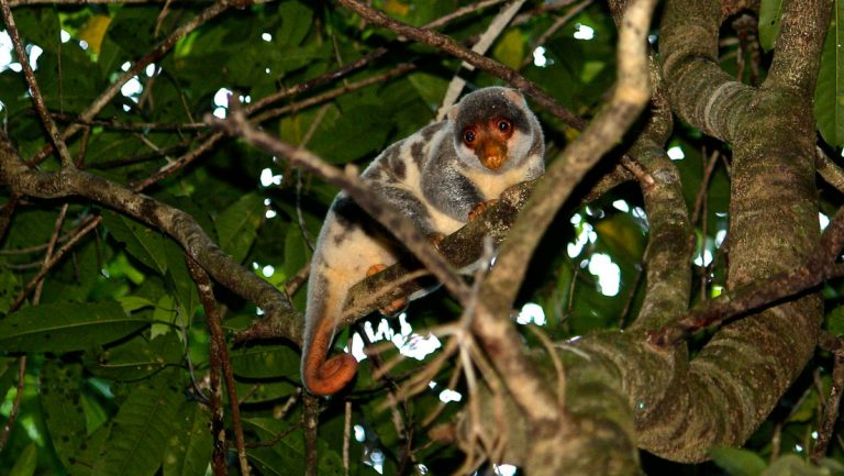 Un turista descubre especies de animales que se creían extintas