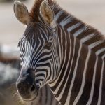 Una cebra escapa de un zoo y galopa varias horas por las calles de Seúl (VIDEOS)