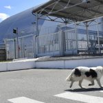 ¿Una nueva raza? Descubren que los perros de Chernóbil son genéticamente distintos