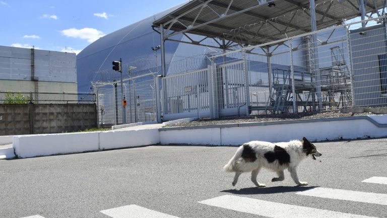 ¿Una nueva raza? Descubren que los perros de Chernóbil son genéticamente distintos