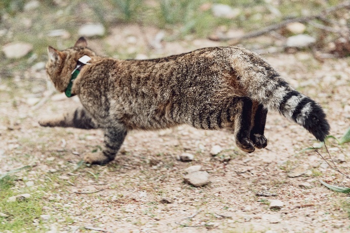 el mítico gato-zorro de Córcega es un linaje genético propio