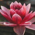 Descubren que las plantas 'lloran' y logran grabar sus sonidos