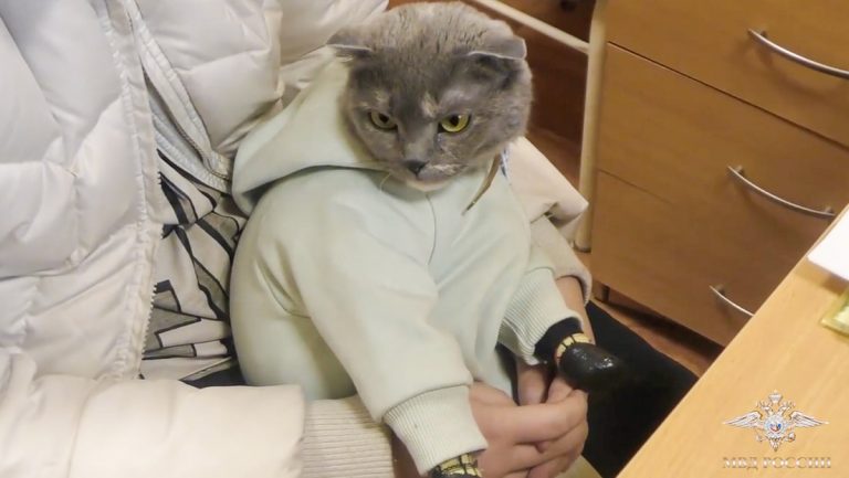 Detienen en Rusia a una mujer que ocultaba droga con un gato vestido de bebé