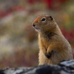 Hallan en Canadá una ardilla de tierra que vivió hace 30.000 años