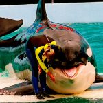 La orca Lolita será liberada tras 53 años de cautiverio