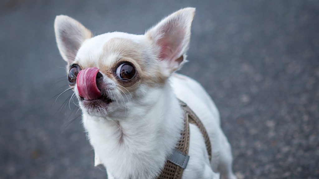 Una chihuahua entra en el Libro Guinness como el perro más pequeño del mundo