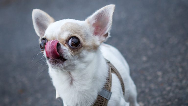 Una chihuahua entra en el Libro Guinness como el perro más pequeño del mundo