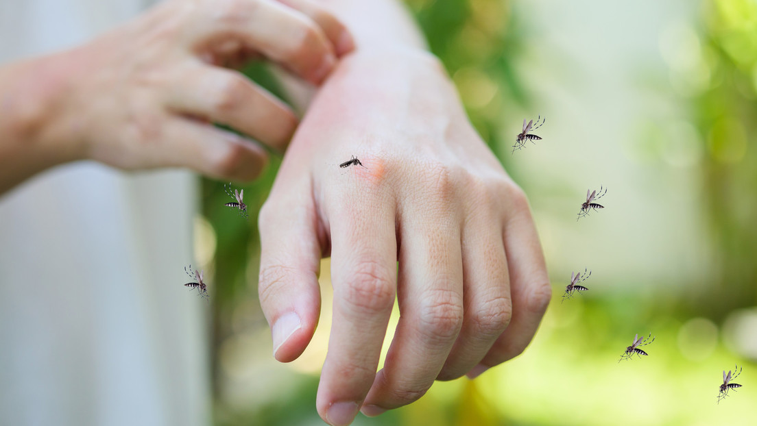 Científicos revelan qué olores hacen a las personas más 'apetecibles' para los mosquitos Científicos revelan qué olores hacen a las personas más 'apetecibles' para los mosquitos