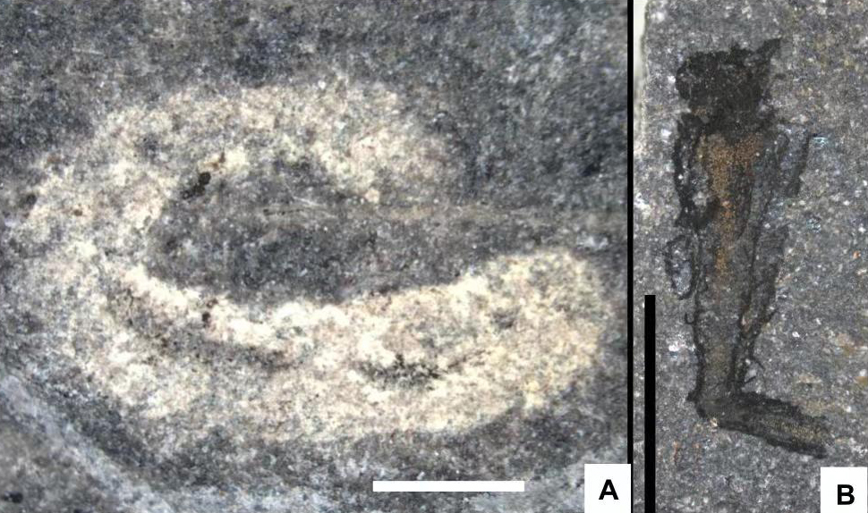 Descubren un 'mundo enano marino' que tiene más de 460 millones de años Descubren un 'mundo enano marino' que tiene más de 460 millones de años