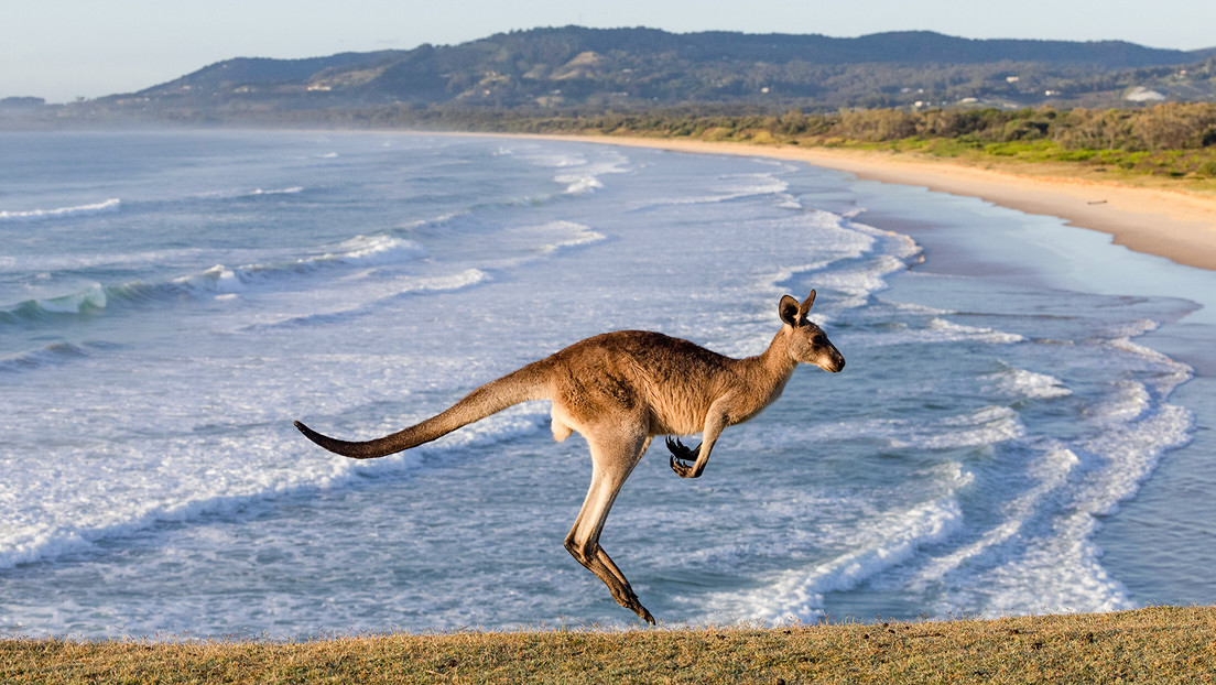 Ecologistas australianos apoyan la caza de canguros para que no mueran de hambre Ecologistas australianos apoyan la caza de canguros para que no mueran de hambre