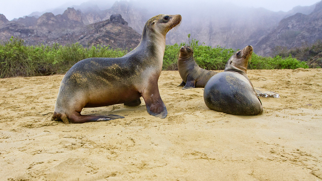 Ecuador realiza el canje de deuda externa por naturaleza más grande de la historia Ecuador realiza el canje de deuda externa por naturaleza más grande de la historia