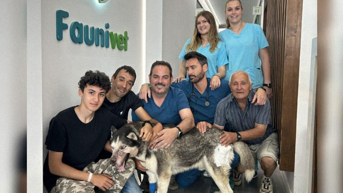 Un video en TikTok ayuda a salvar a un perro que nadie quería operar