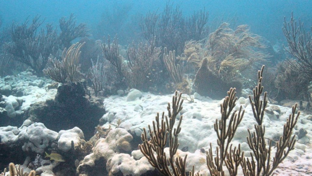 Declaran alerta máxima en los Cayos de Florida por el blanqueamiento de los corales